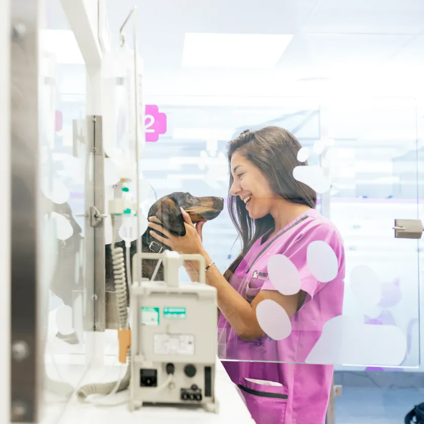 Veterinária com cão na clínica — CCVET