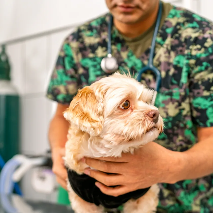 Veterinário segurando cãozinho — CCVET
