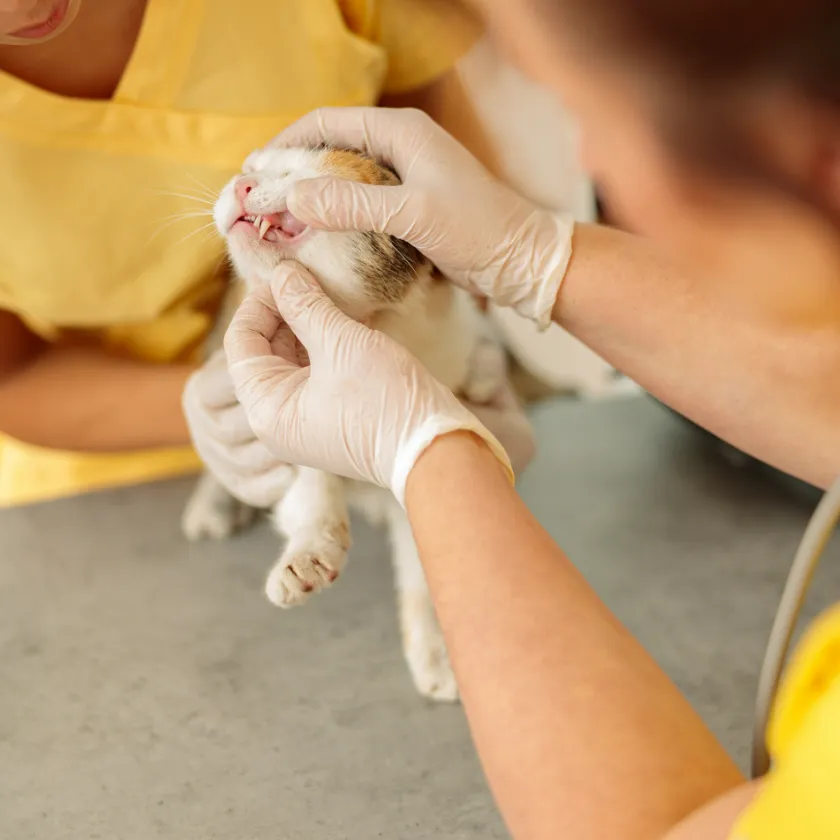 Exame de rotina em gato — CCVET