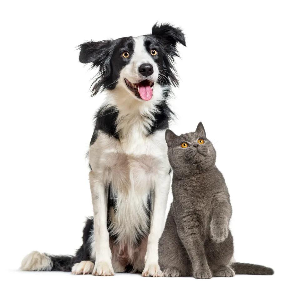 Cachorro e gato lado a lado — CCVET